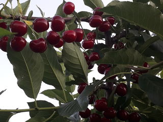 Pomi fructiferi:cireş, vişin, prun, caise,mar.garante foto 2