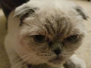 Motan British Shorthair Blue pentru montă foto 7