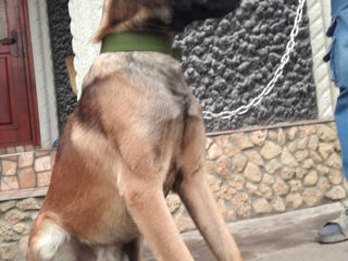 Belgian Malinois foto 2