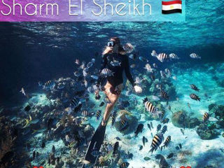 Египет - Шарм Эль Шейх !!! Бронирование на 9-го мая!! от "Emirat Travel" foto 10
