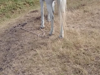 Vând două iepe urgent