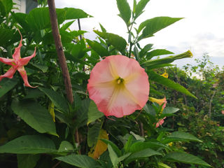 Бругмансия ароматная.( Brugmansia suaveolens) Труба ангела.(Граммофон цветок) Бругмансия душистая.. foto 8