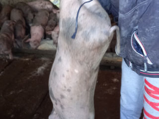 Purcei de vinzare 15-18kg,rasa de carne,vaccinati