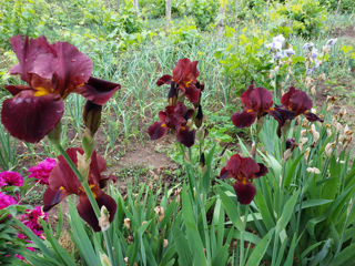 Iris Germanica. foto 5