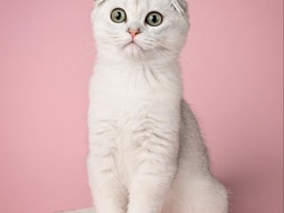 Шотландский веслоухий мальчик Scottish fold boy