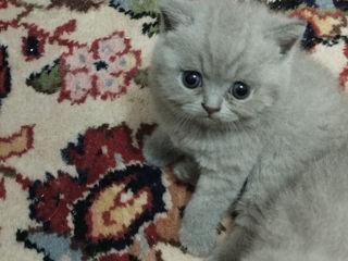 British Shorthair котята с родословной foto 5