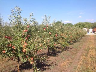 Яблоневый сад летних сортов 37,5 гектар foto 1