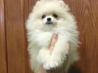 Spitz Pomeranian