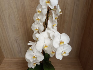 Orhidee foto 1
