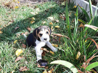 Vind catei de rasa curata Beagle.