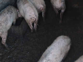 Vinda 6 porci