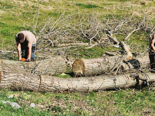 Curățarea copacilor de crengi uscate! foto 8
