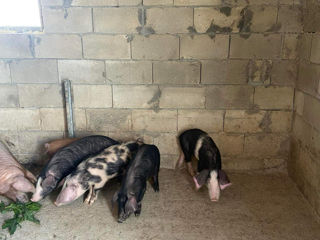 Spre vinzare porci 15-30 kg. foto 4