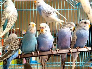 Доставка. Птенцы волнистых попугаев - pui de papagali perusi foto 7