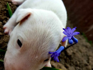 Bull Terrier foto 3