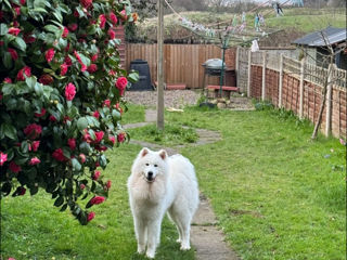 Samoyed/Самоед foto 7