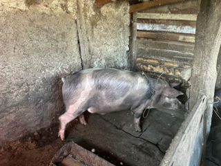 Vindem porc crescut in conditii de casă, mai multe detalii la telefon foto 2