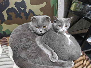 Pisică British Shorthair foto 7