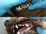 Ультрозвуковая чистка зубов для собак  в зоосалоне Kuz'ma foto 7