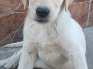 Labrador rаsă pură