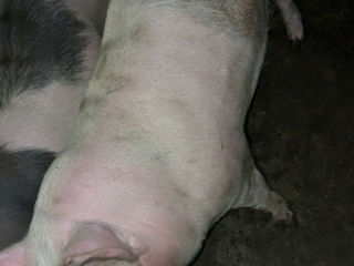 Vind porc  100-120 KG068 988 968