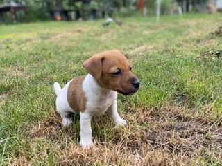 Jack Russel cățeluși foto 2