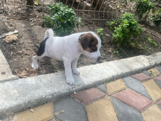 Vind urgent Jack Russel Terrier !!!