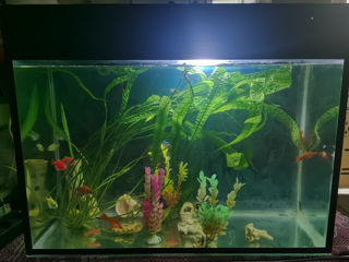 Vind acvarium de 90 litri cu tot cu pesti, algii, scoicii, corali, pietris