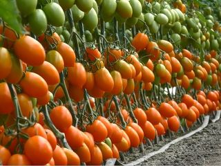 Semite de tomate  KS 1430 F1
