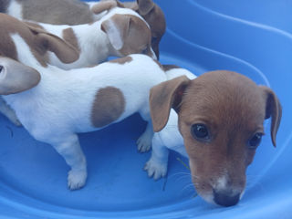 Jack Russell Terrier foto 2