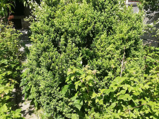 Buxus foto 2