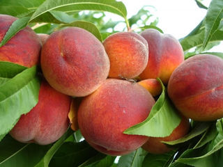 Vînd Pueţi de pomi fructiferi foto 9