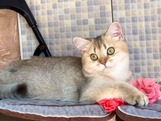 British shorthair ,female golden shaded