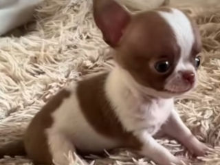 Чихуахуа chihuahua foto 7