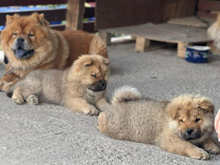 Cățelușă  de rasă Chow Chow foto 5