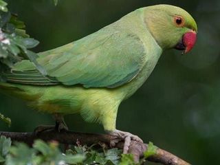 Ожереловый попугаи серый, зеленый, белый (papagal inelar ) foto 2