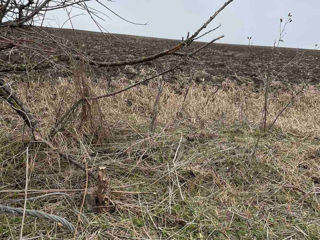 Se vinde teren-grădină in Singera. foto 2