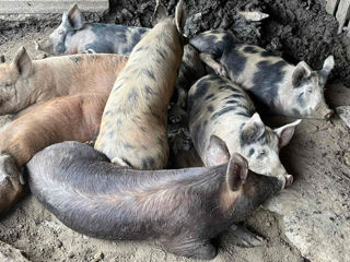 Vînd porci de carne 100-130 kg