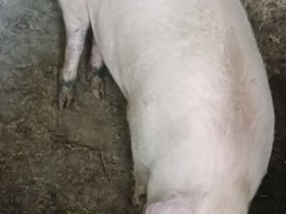 Porc castrat