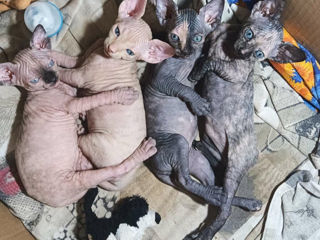 Котята канадского сфинкса / Sphynx Canadian foto 10