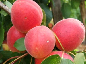 Vînd Pueţi de pomi fructiferi foto 1