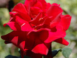 Trandafiri,butași rose, cаженцы роз foto 4