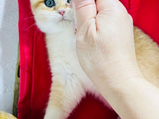 Уникальный котик золотой шиншиллы, Бельцы. foto 3