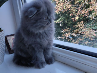 Pisic Scottish fold foto 3