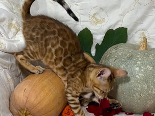 Bengal kittens. foto 6