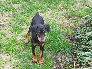 Se vînd caţei de rasă Doberman vaccenaţi.061033259 foto 10