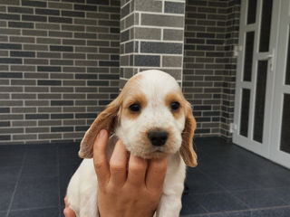 Vând Cocker Spaniel