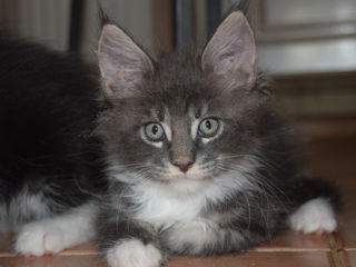 Main Coon fete si băieți foto 10