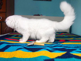 Motan alb superb, rasă pură scottish fold longhair, invită la împerechere! фото 1