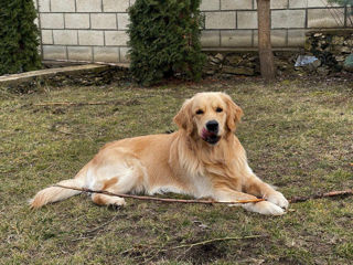 Golden Retriever rasa curata